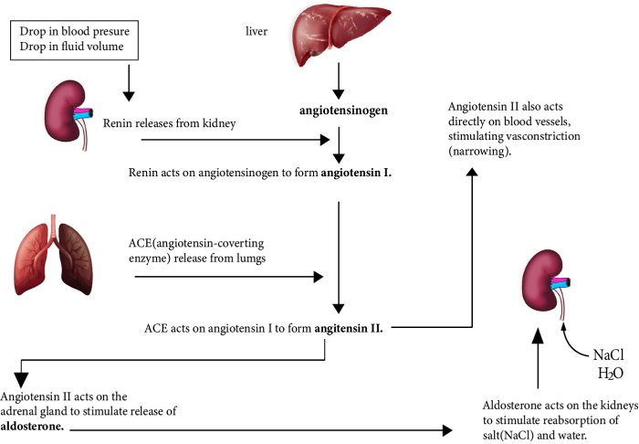 Renin-Angiotensin-Aldosterone- System (RAAS)