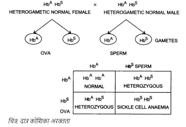 दात्र कोशिका अरक्तता