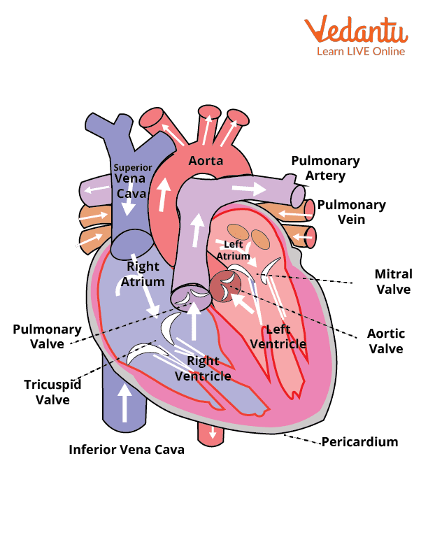 Heart Valves