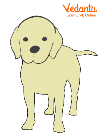 The Bingo (Dog)