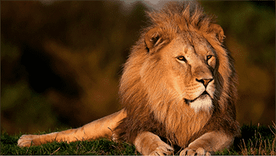 A Lion