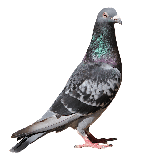 pigeon