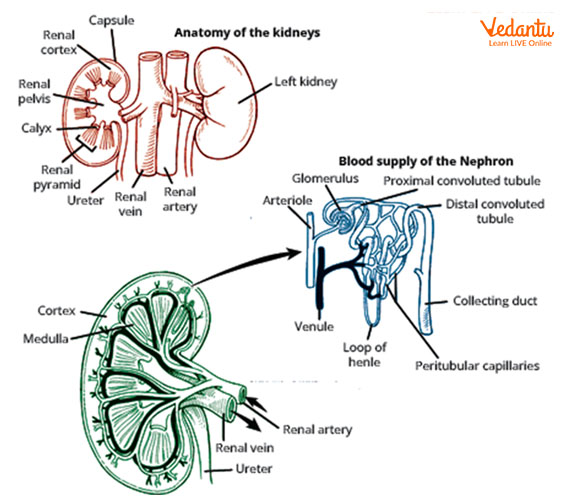 simple kidney diagram