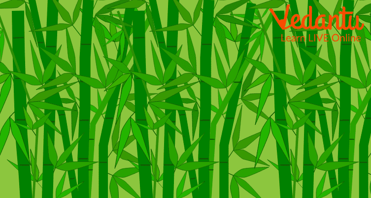 The fully grown Chinese bamboo tree