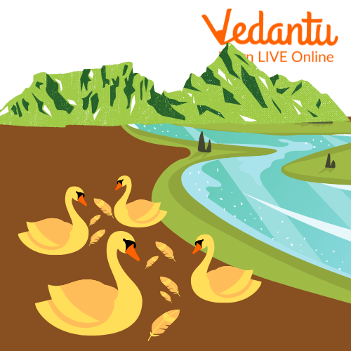 Swans giving their golden feathers