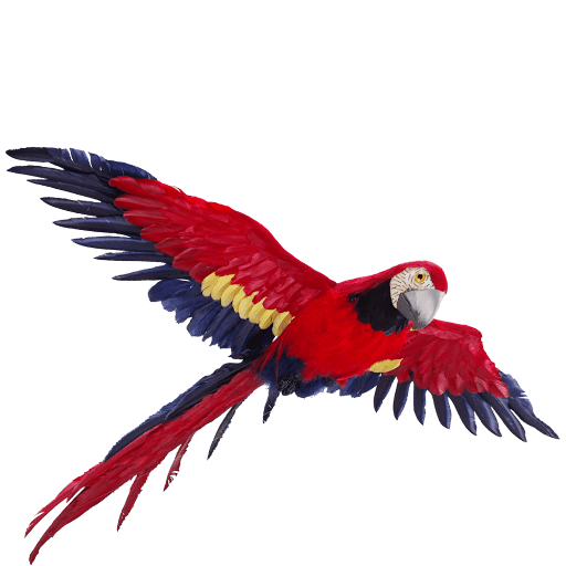 parrot
