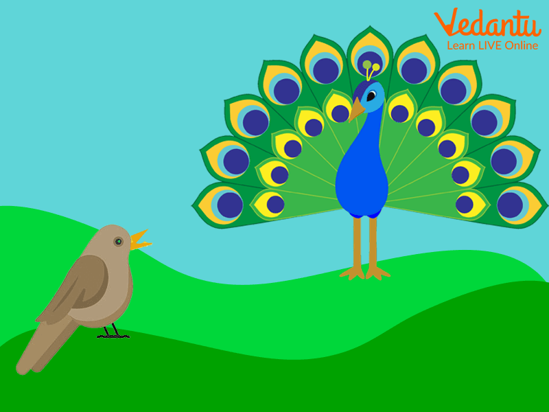 The Peacock Dancing and the Nightingale Singing