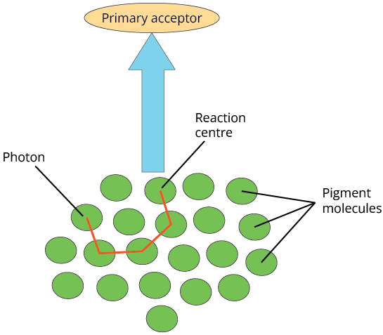 Light-harvesting Complexes