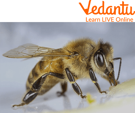 Bee