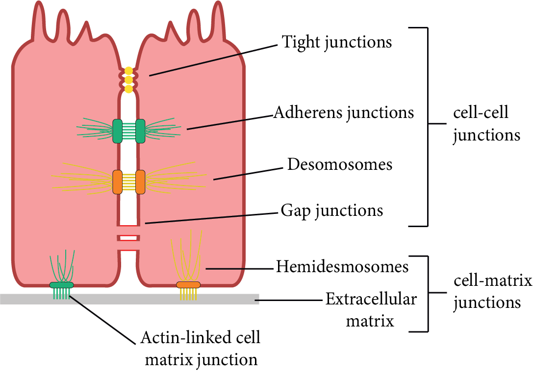 Areolar Tissue