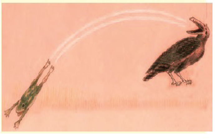 A frog was struggling to escape from the mouth of a crow