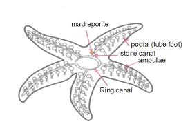 Starfish