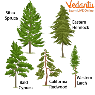 Different types of conifers
