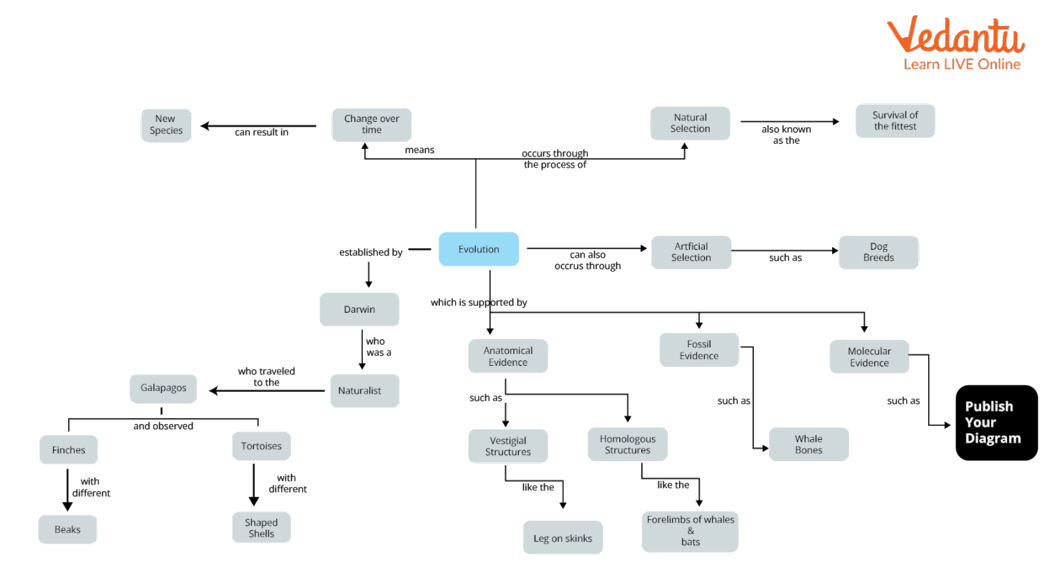 Evolution Content Map