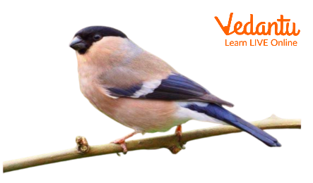 Image of female society finches