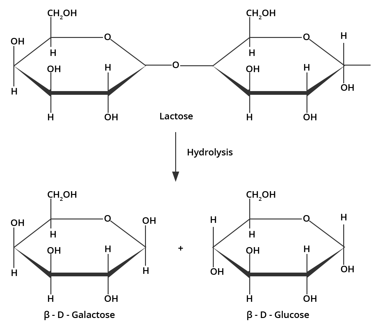 hydrolysis of lactose