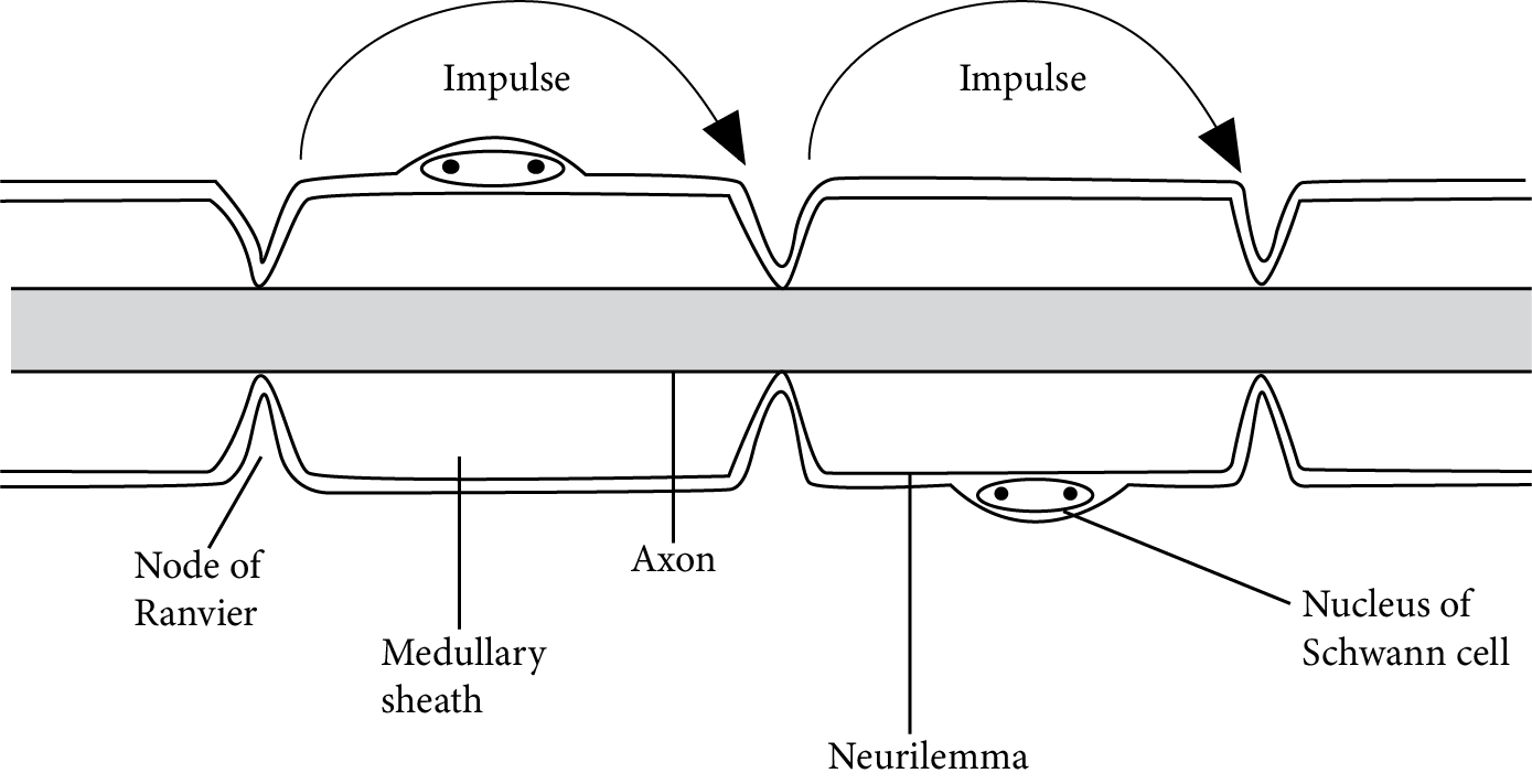 Saltatory Impulse of Nerve Conduction