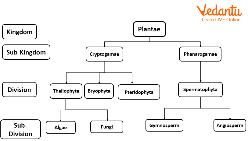 Classification of Plants