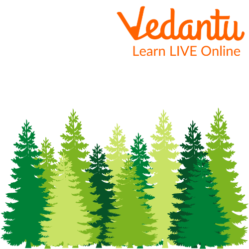 Conifers and Evergreen
