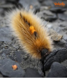 Arctic Woolly Bear Moth