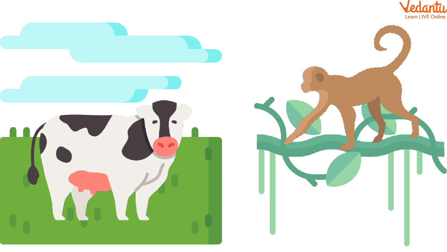 Types of tails in animals