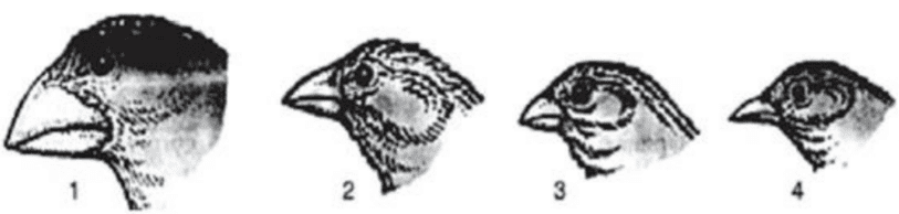 Darwin’s Finches