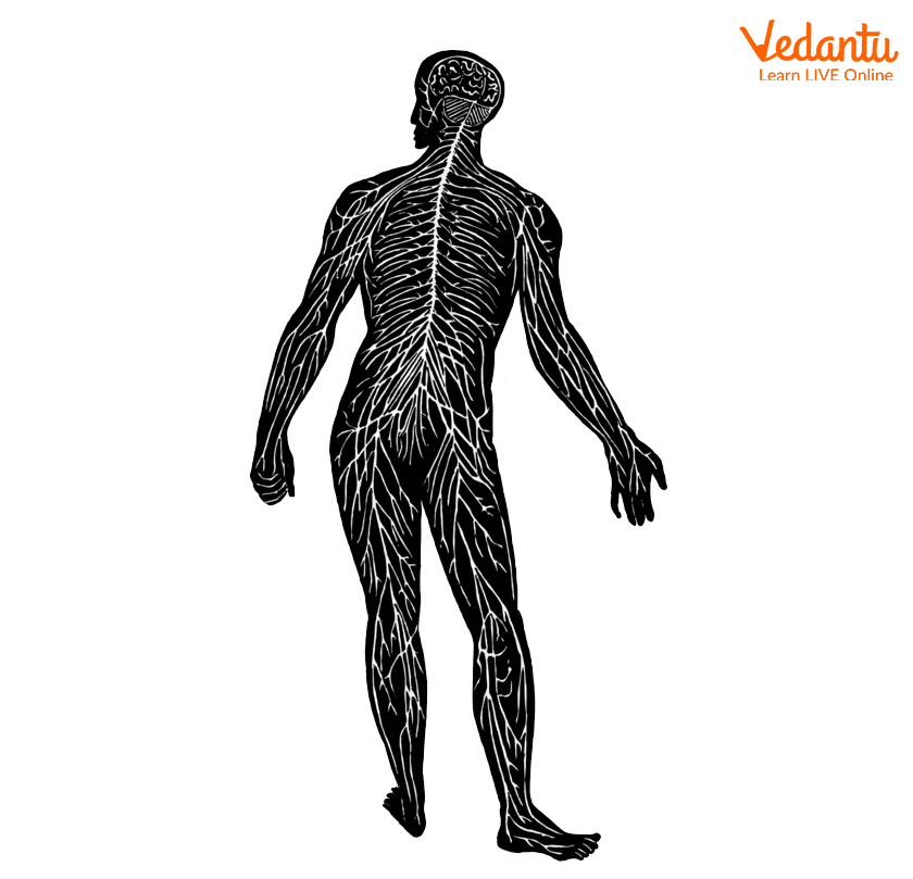 Nerves in the Body
