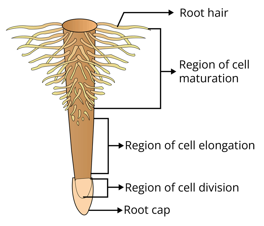 Different regions of the root