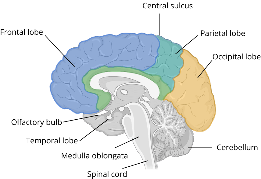 Human Brain
