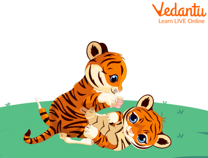 Laura and Sungha, the two tiger cubs