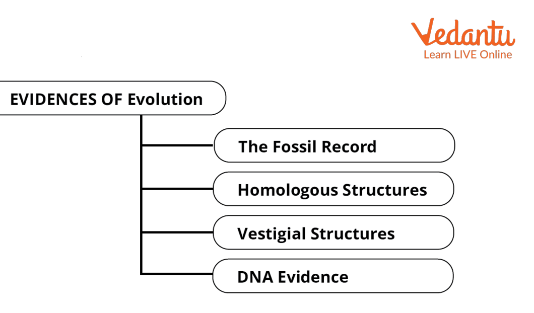 Evidence of Evolution