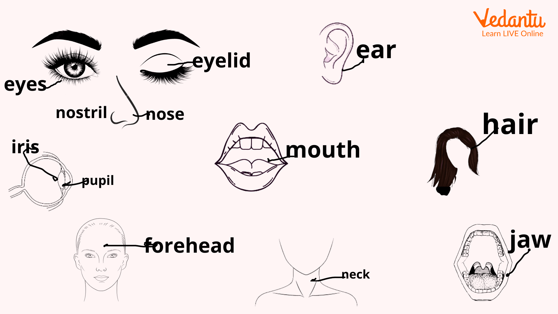 Face Parts Name in English For Kids