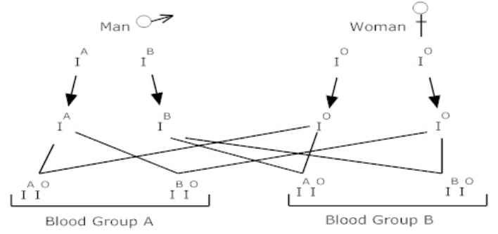 Cross between a man with AB blood group and woman with O blood group