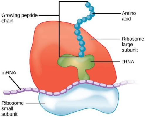 Ribosomes