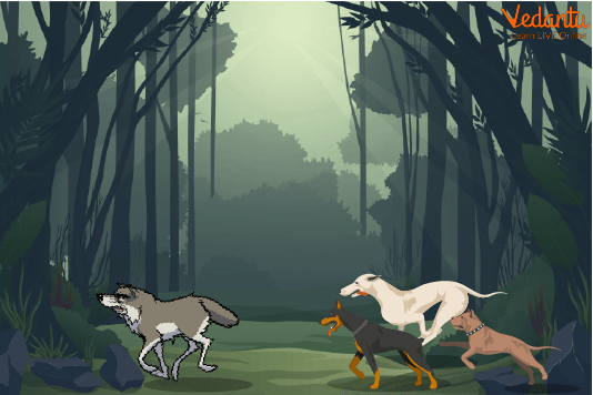 Dogs Running Behind the Wolf