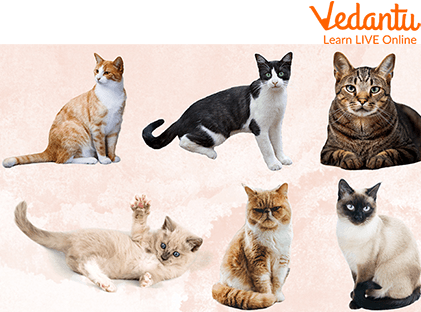 Cats