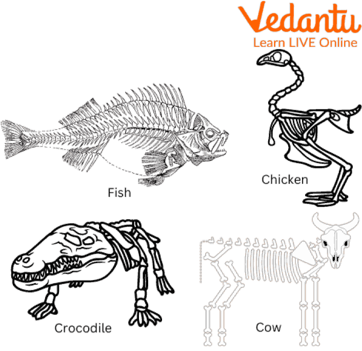 Skeleton of Different Animals