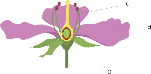 seo images
