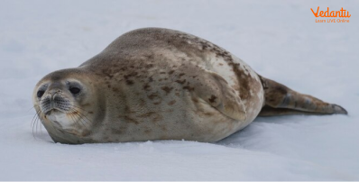 Weddell seals