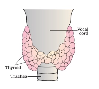 Thyroid Gland