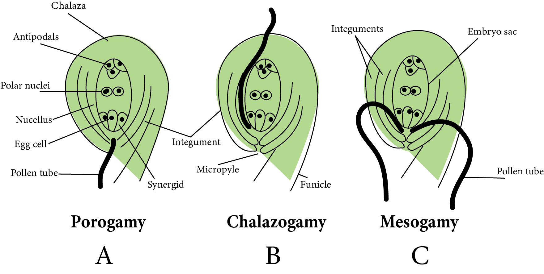 Female Gametophyte