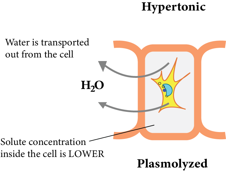Plasmolysed plant cell