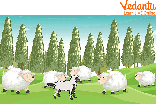 Sheep following the wolf