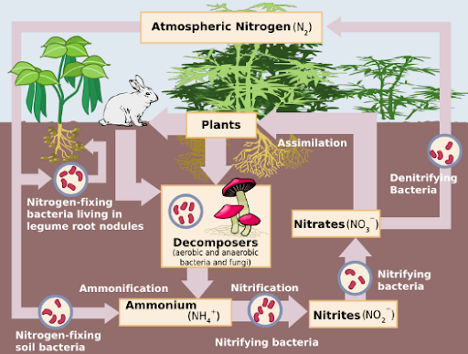 Nitrogen Fixation