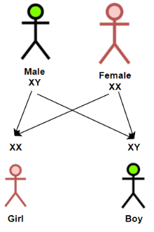 Sex Determination