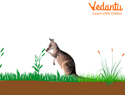 It Shows Kangaroos are Left Handed