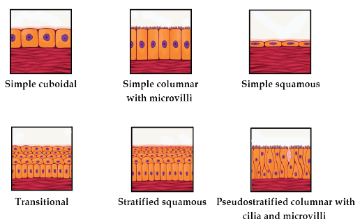Types of Cell Junctions