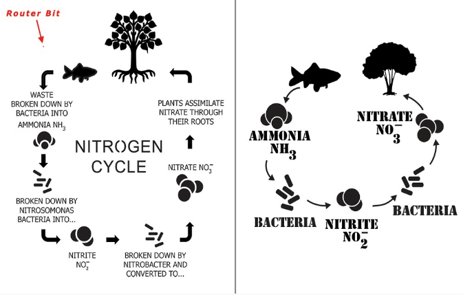 Nitrogen cycle