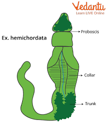 Phylum Hemichordata