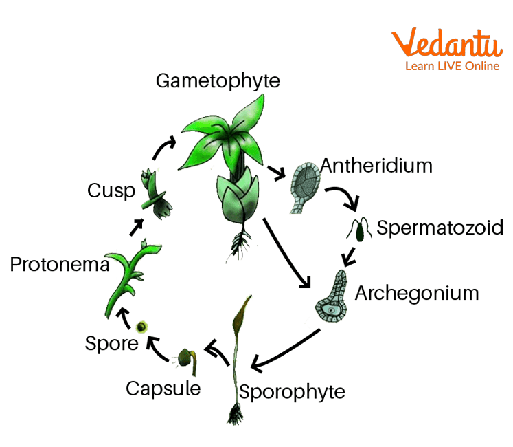 Pteridophyta